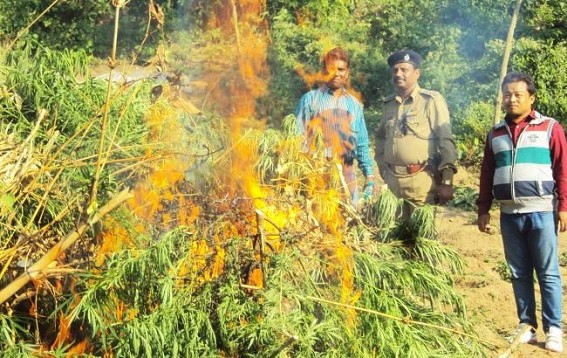 Sadar administration destroys 2916 ganja plants